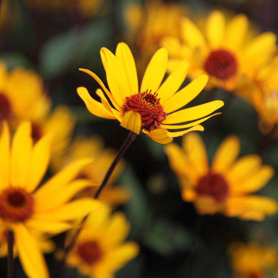 Heliopsis Helianthoides Var. Scabra Summer Nights | False Sunflower