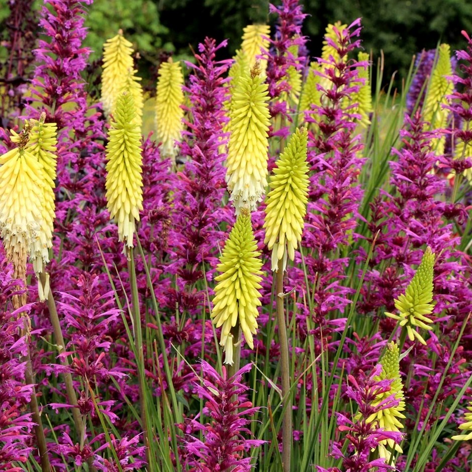 Kniphofia Pineapple Popsicle (Popsicle Series) | Red Hot Poker | 9cm Pot