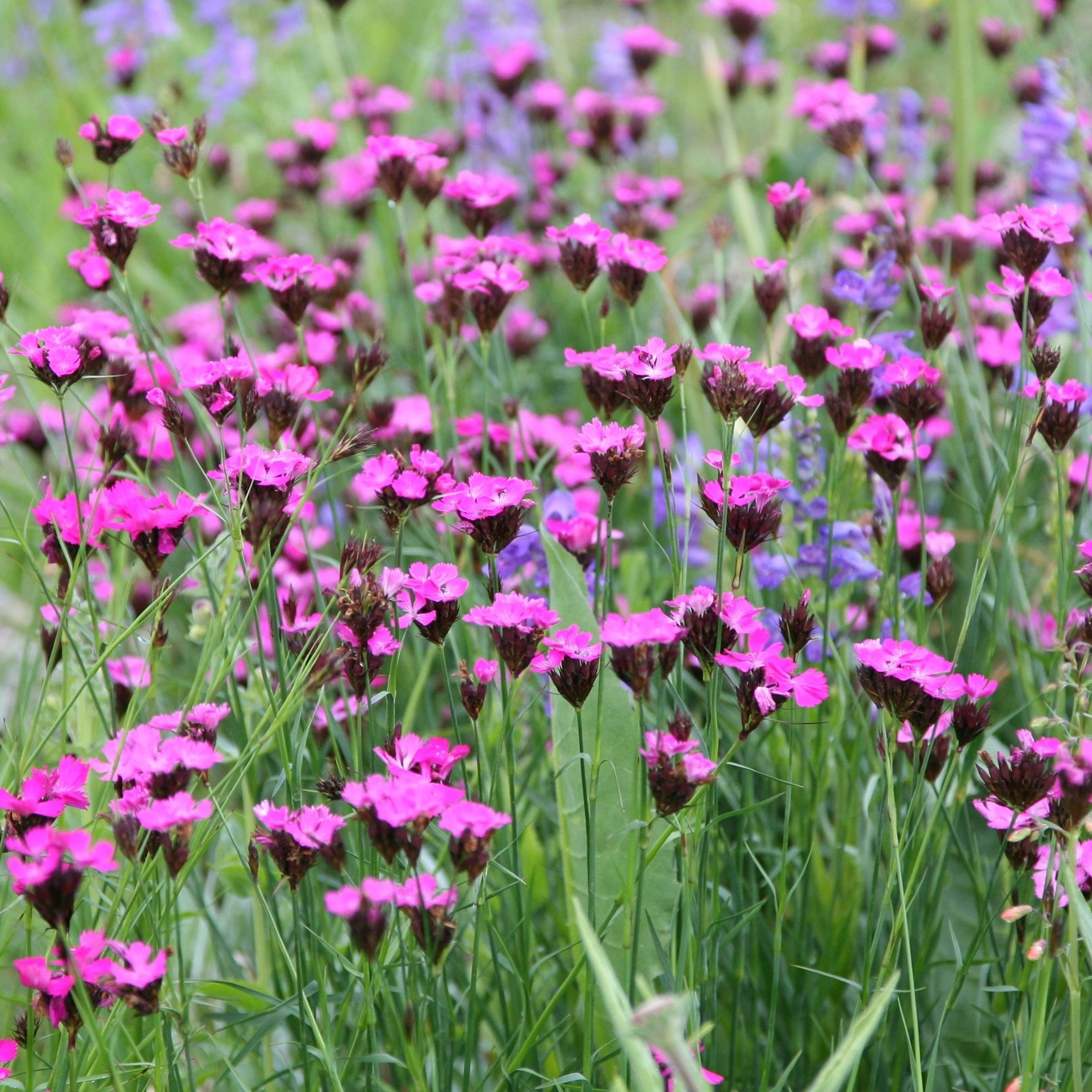 Dianthus Carthusianorum | Carthusian Pink
