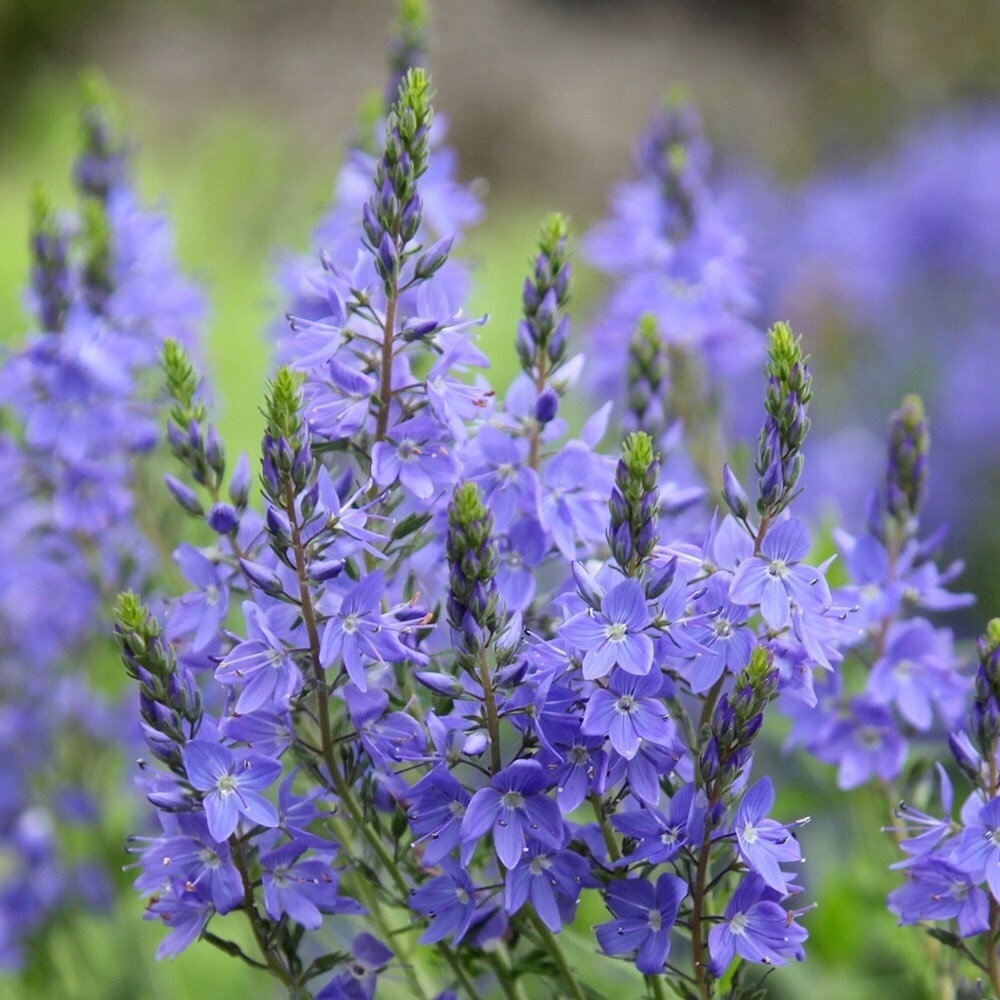 Veronica Shirley Blue | Speedwell