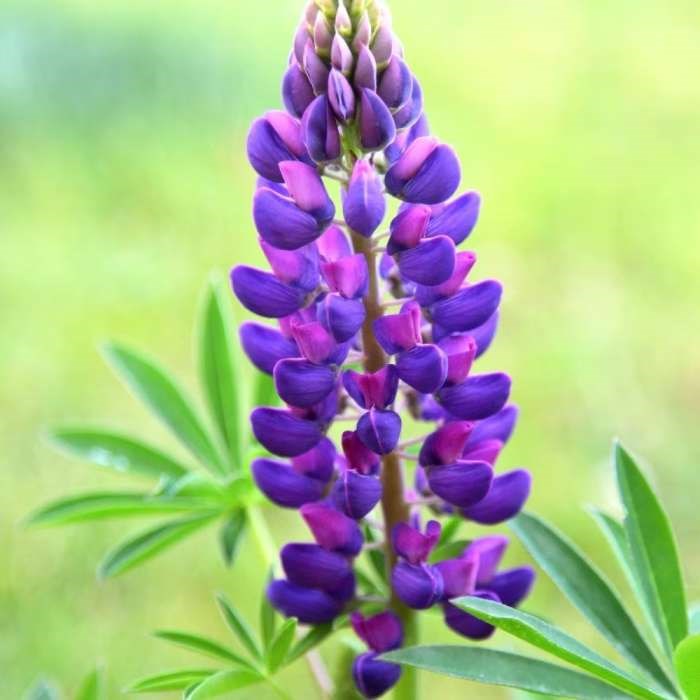 Lupinus Gallery Blue | Lupin
