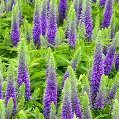 Veronica Spicata Glory | Speedwell