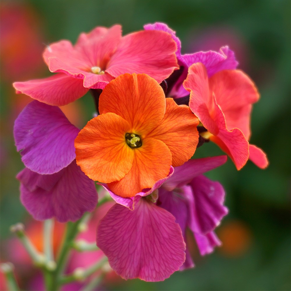 Erysimum Winter Orchid | Perennial Wallflower