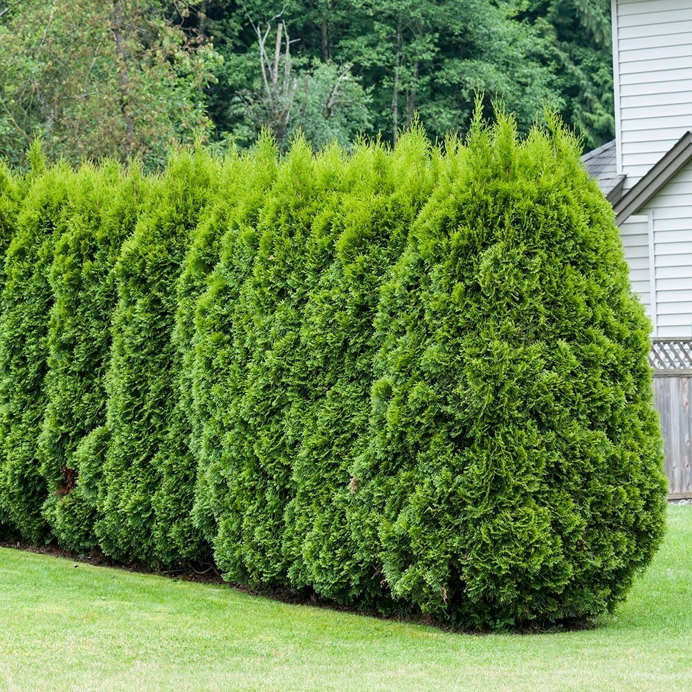 Thuja occidentalis Smaragd | White Cedar