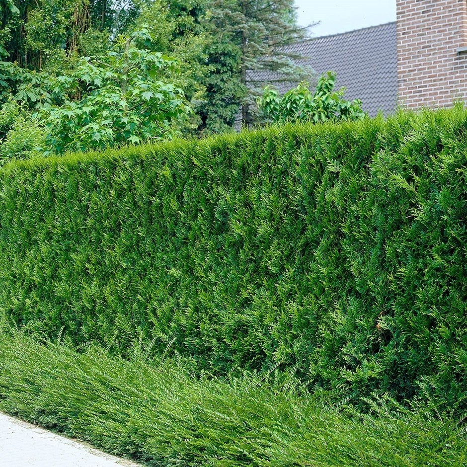 Thuja plicata Atrovirens | Western Red Cedar