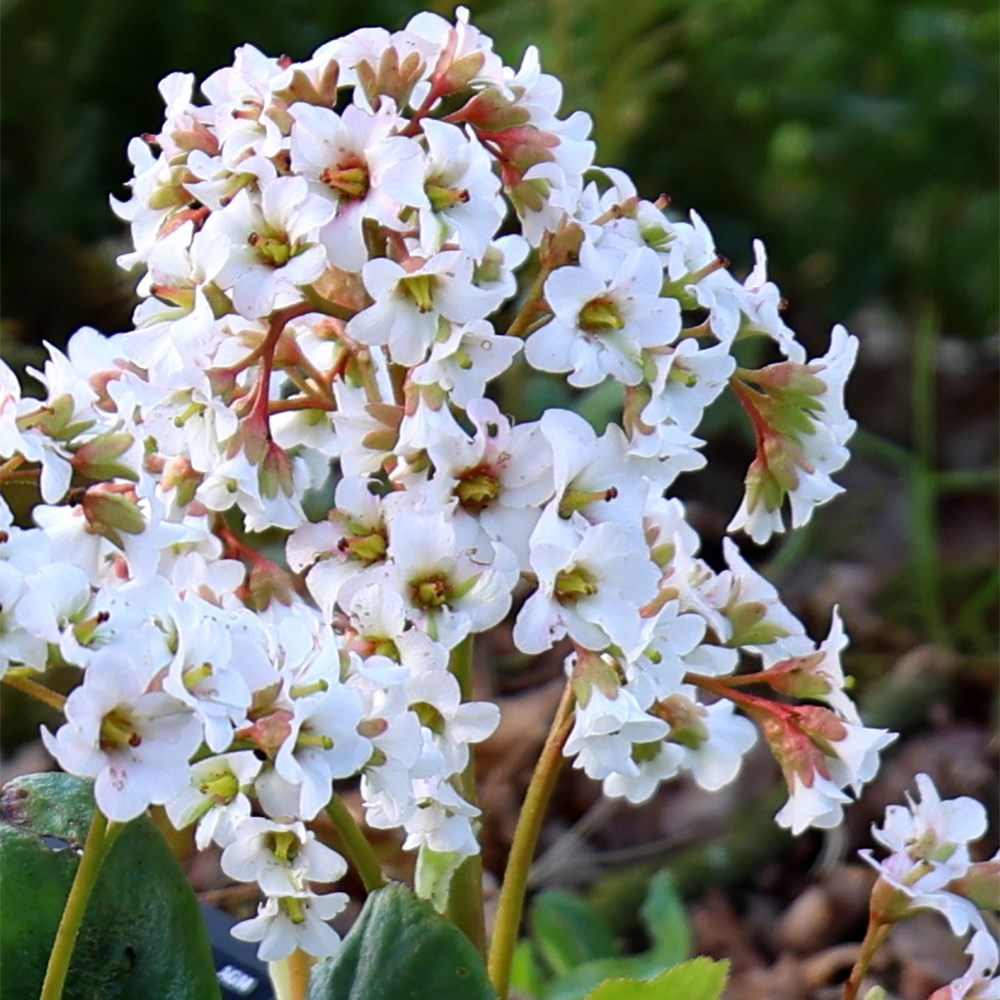 Bergenia Bressingham White | Elephants Ears