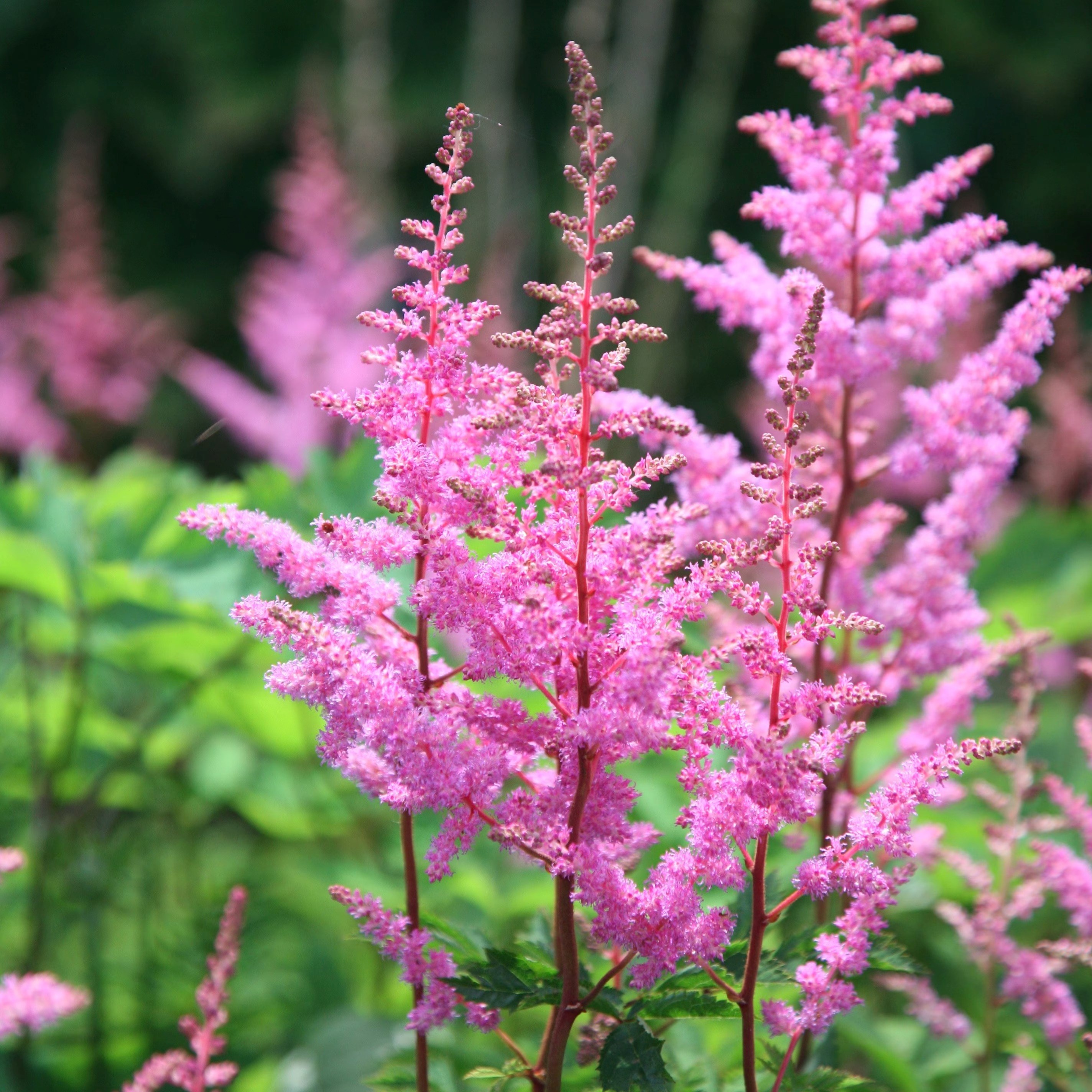 Astilbe Bressingham Beauty | False Goatsbeard