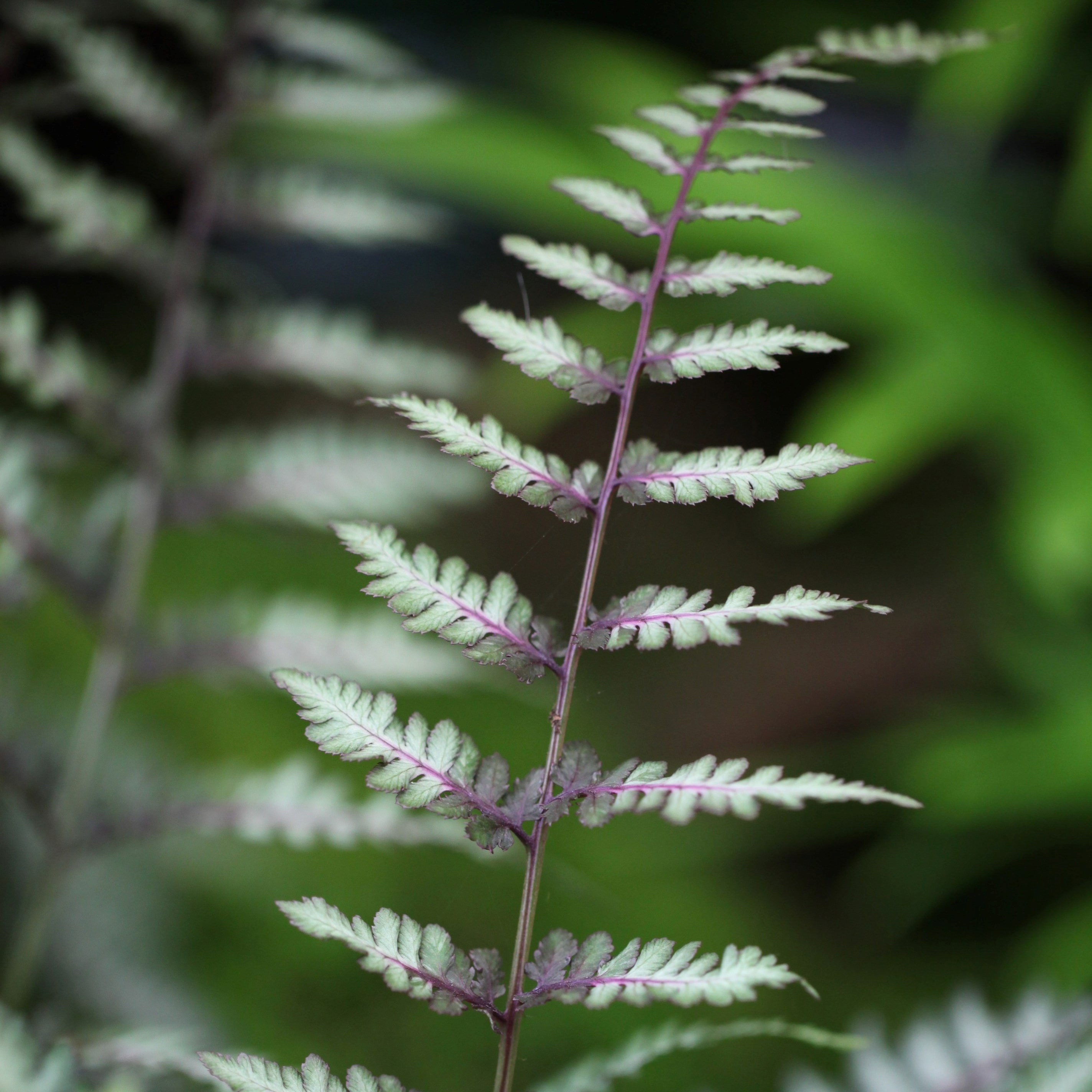 Athyrium Niponicum Var. Pictum Ursulas Red | Painted Lady Fern