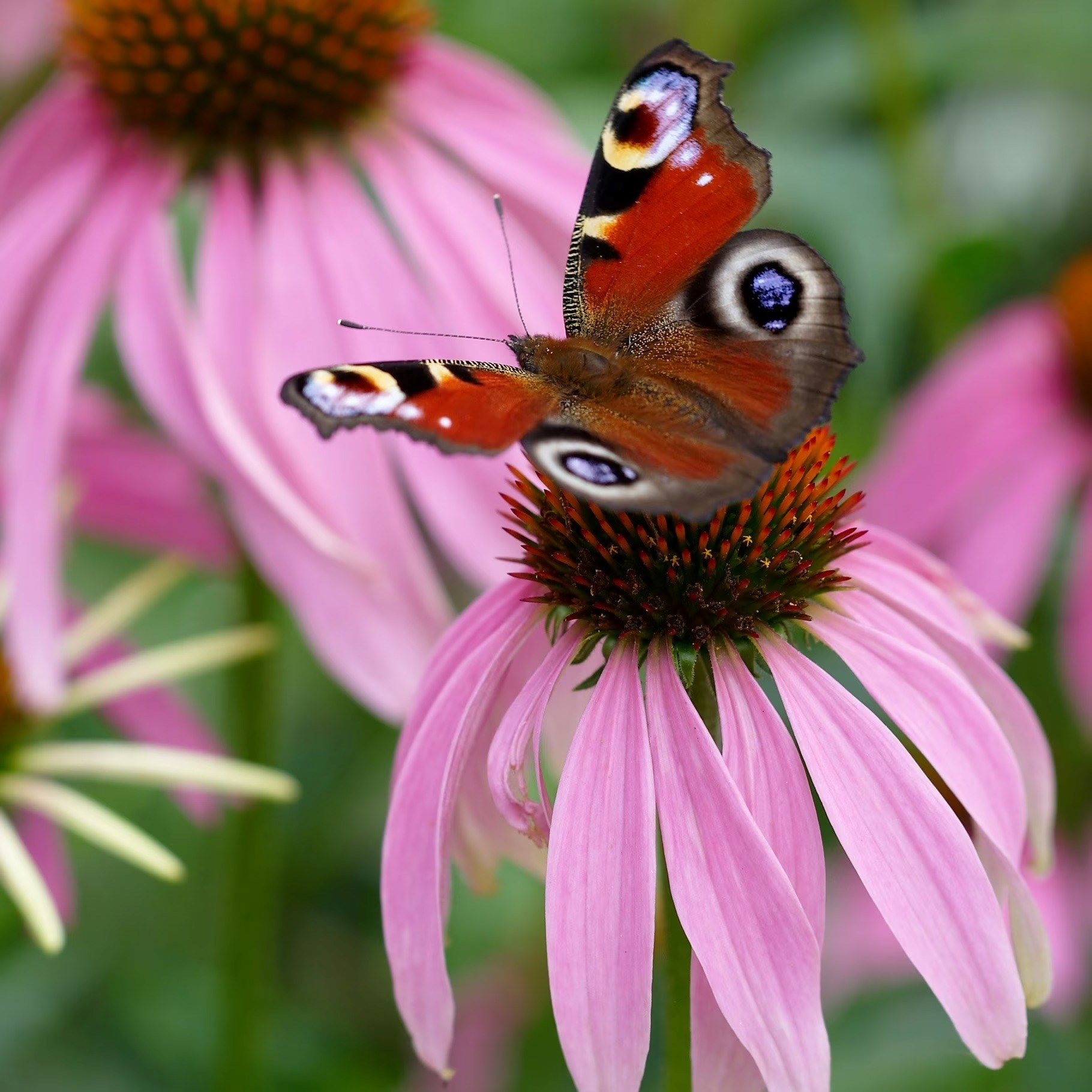 Echinacea Purpurea | Coneflower