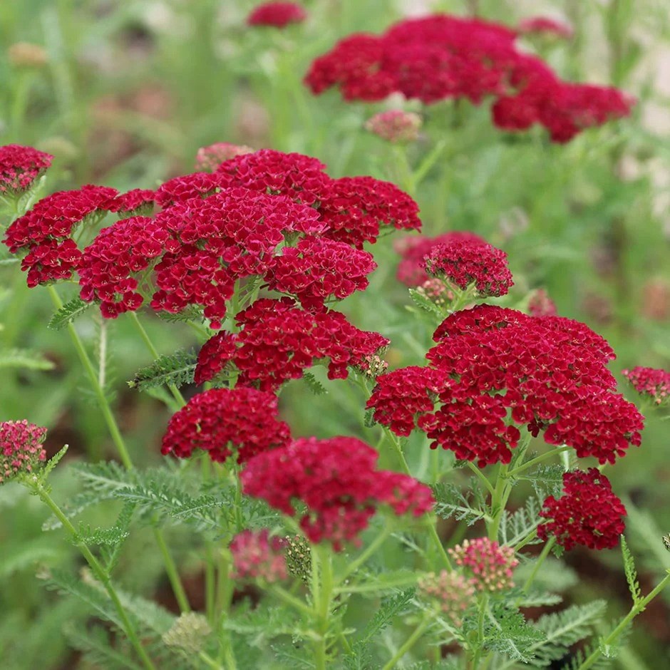 Achillea Millefolium Pomegranate | Yarrow