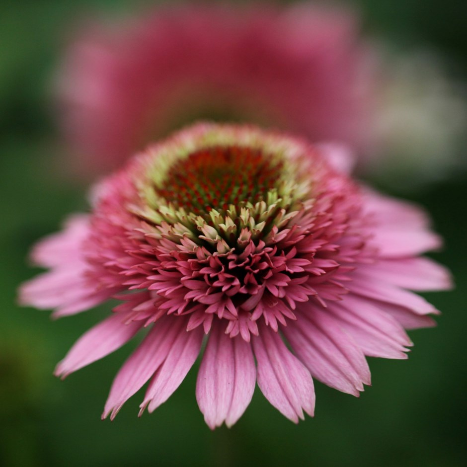 Echinacea Butterfly Kisses | Coneflower