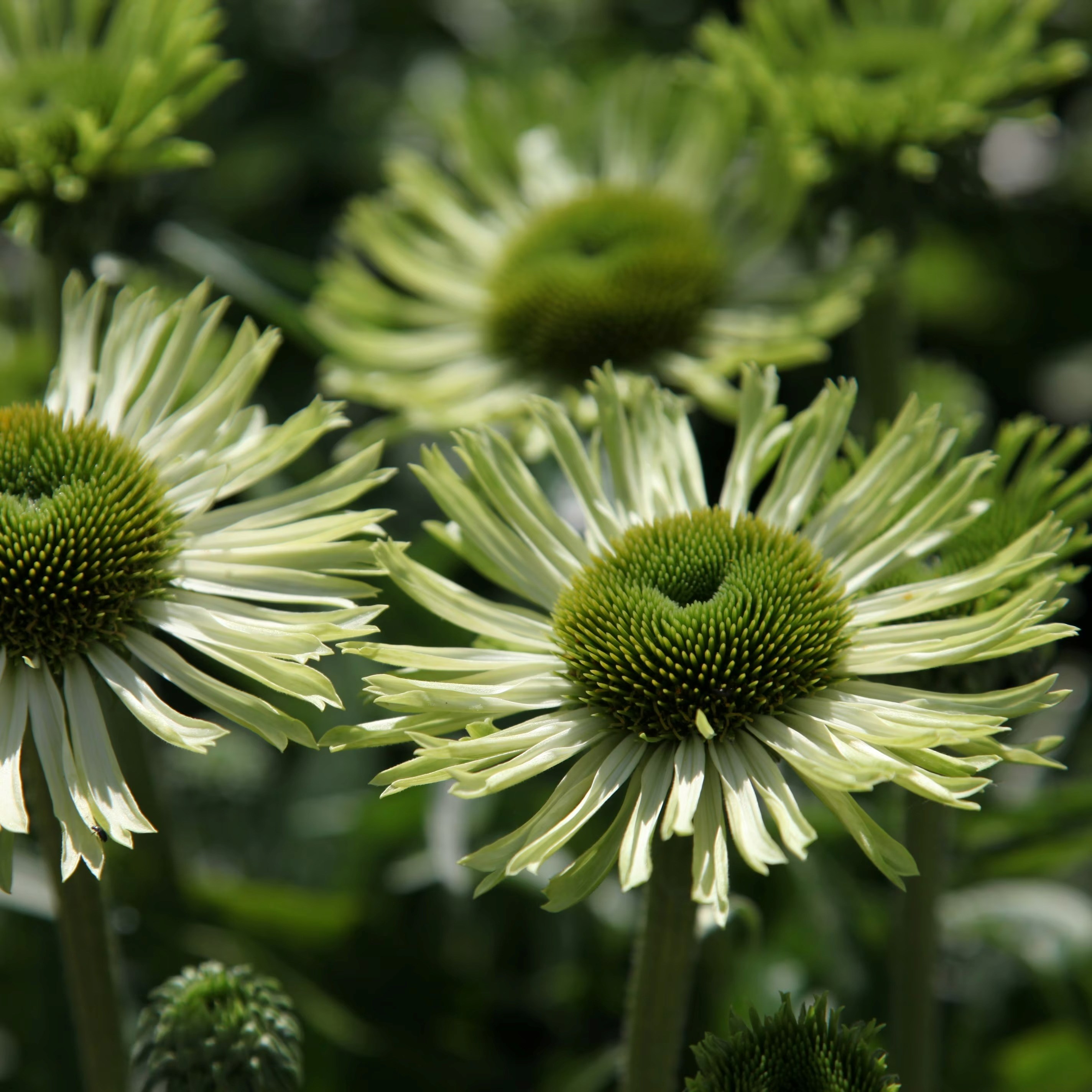 Echinacea Purpurea Green Jewel | Coneflower