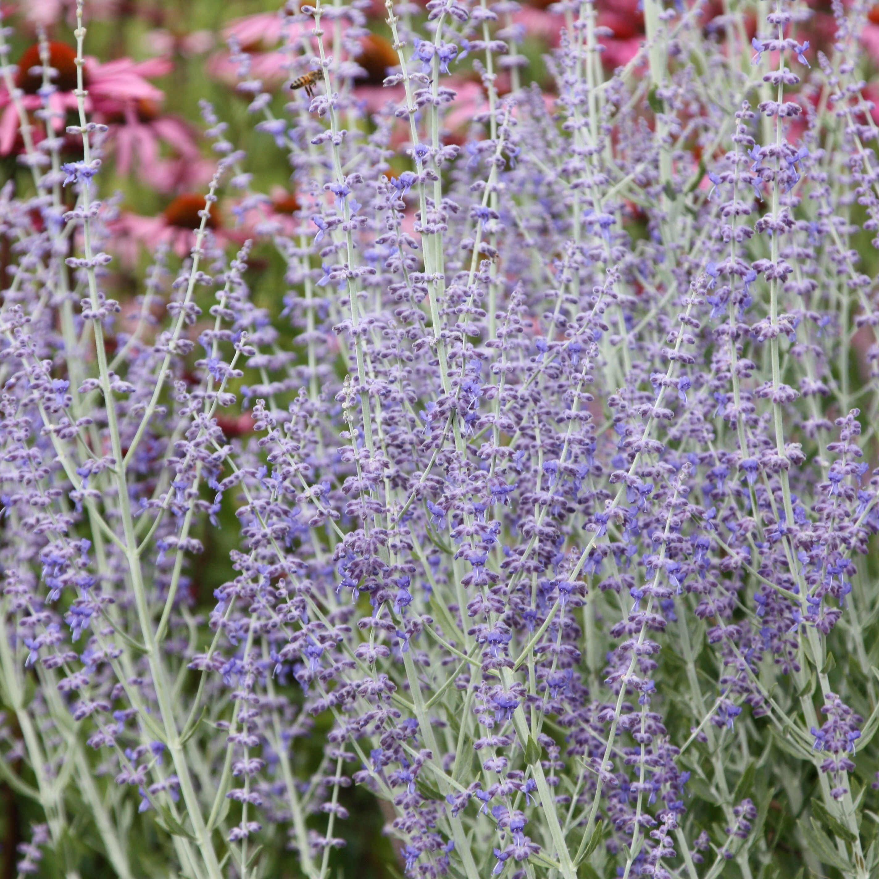 Perovskia Little Spire | Russian Sage