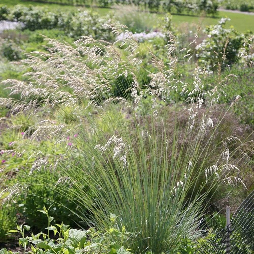 Helictotrichon Sempervirens | Blue Oat Grass
