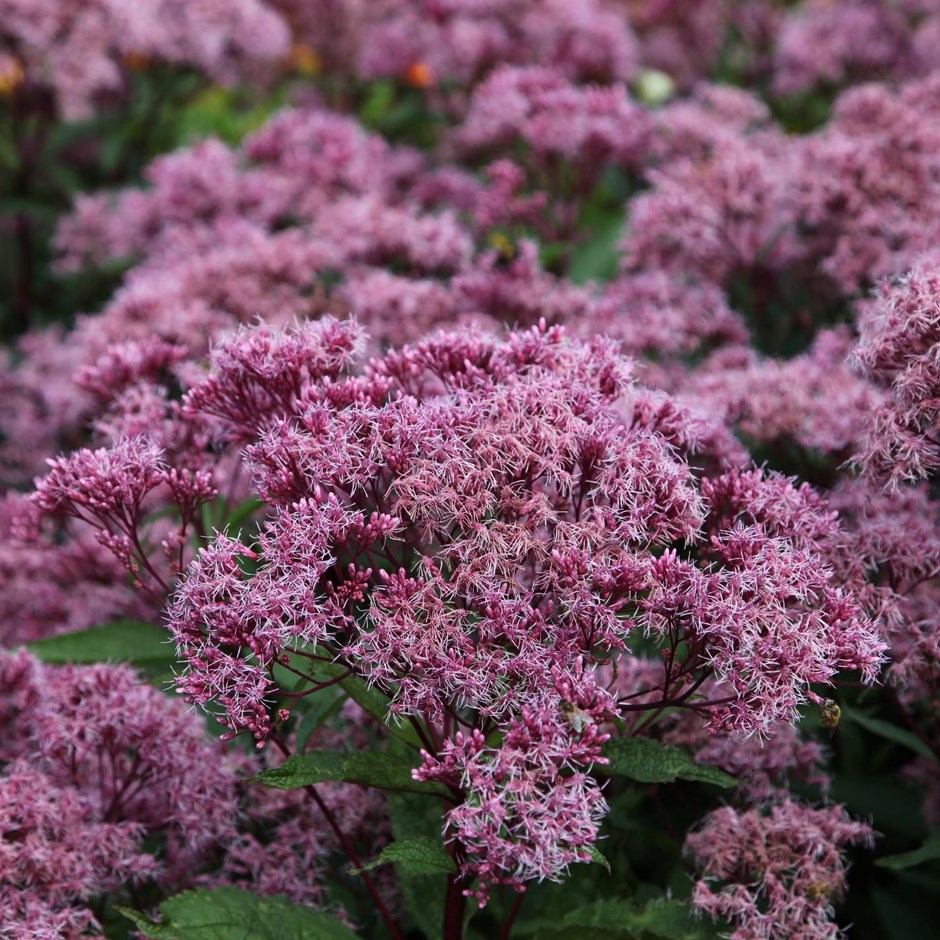 Eupatorium Maculatum Riesenschirm | Joe Pye Weed