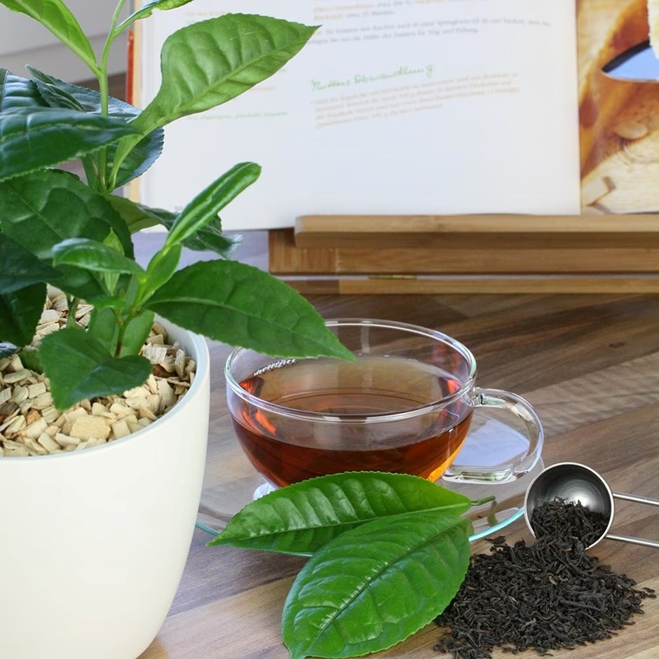 Grow Your Own Tea | Camellia Sinensis var. Sinensis
