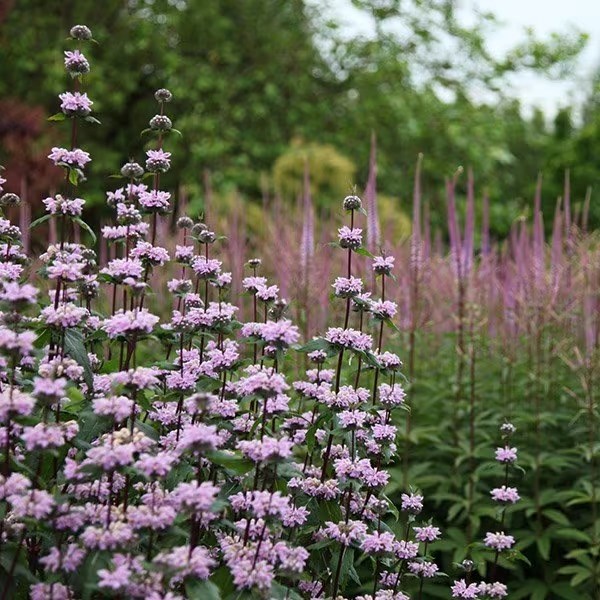 Phlomis Tuberosa Amazone | Jerusalem Sage