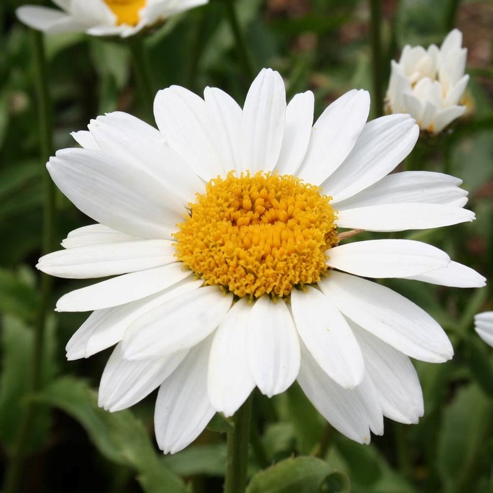 Leucanthemum × Superbum Snowcap | Shasta Daisy