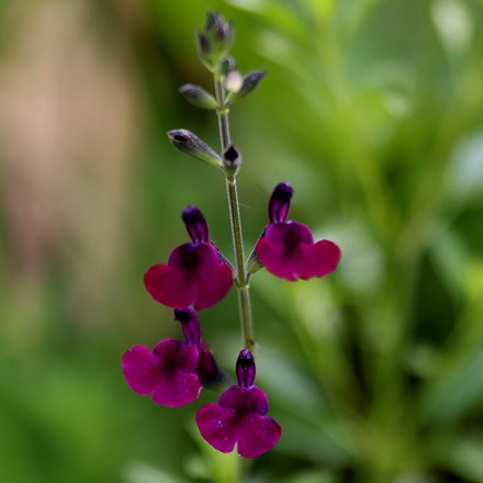 Salvia Nachtvlinder