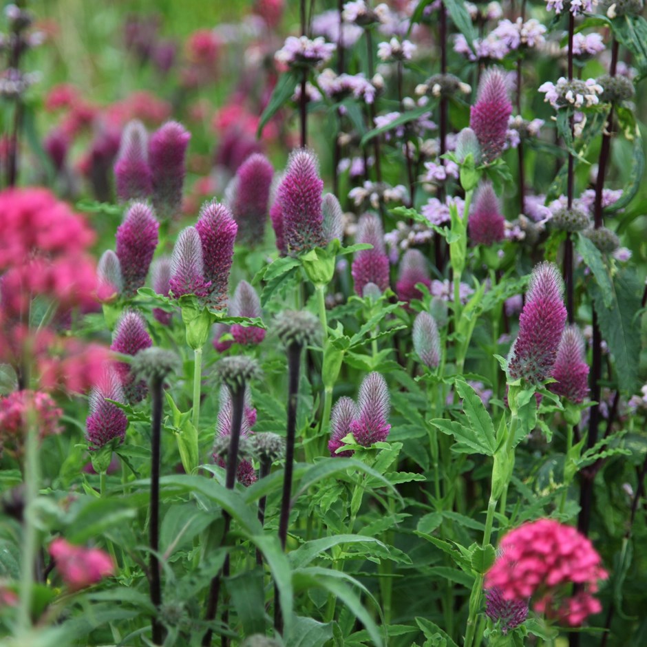 Trifolium Rubens | Clover