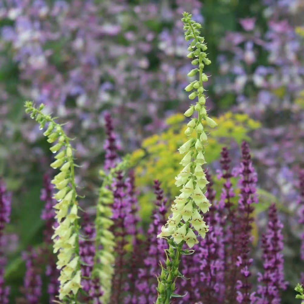 Digitalis Lutea | Foxglove