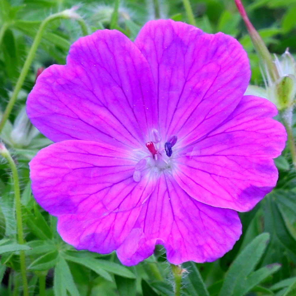 Geranium Sanguineum | Bloody Cranesbill