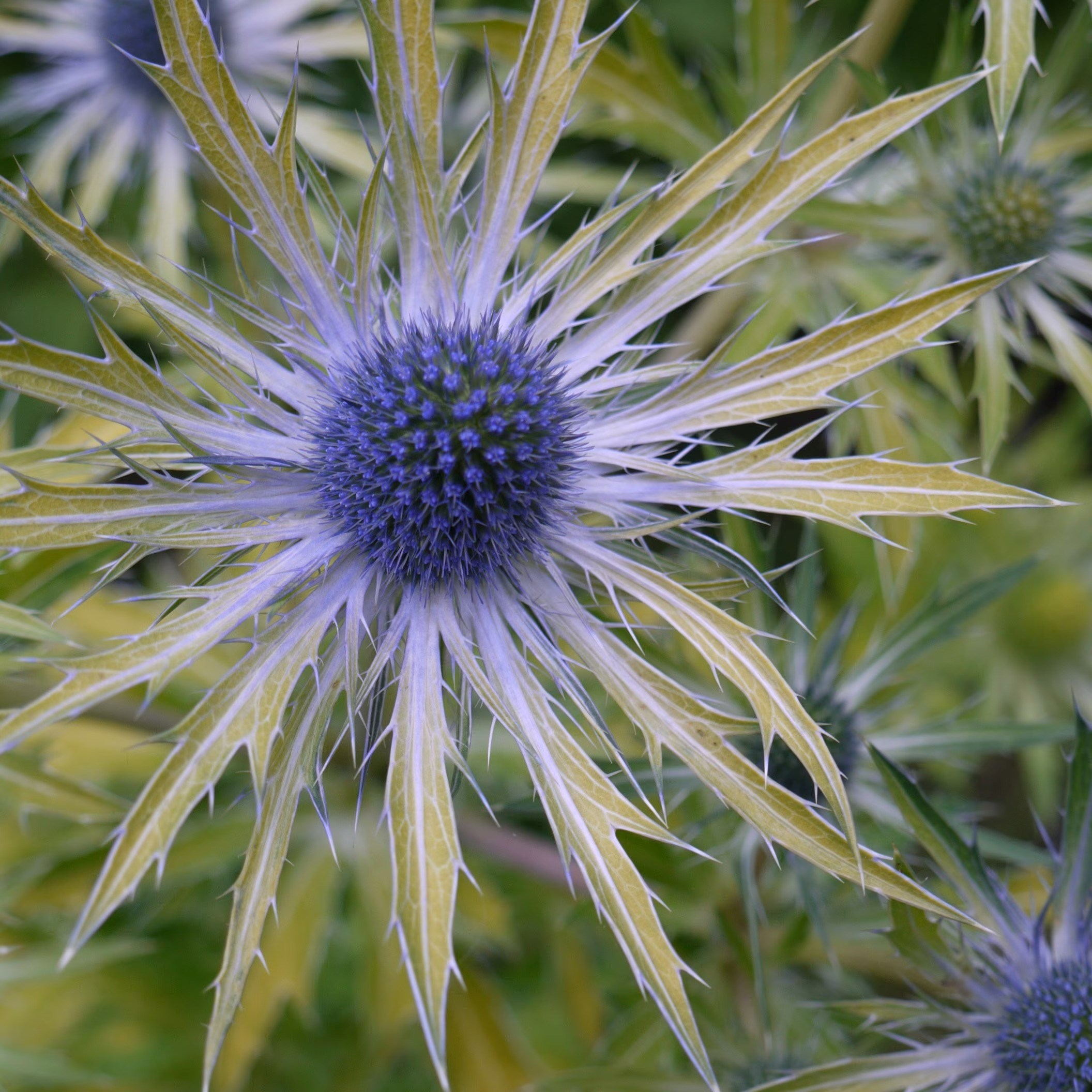 Eryngium × Zabelii Neptunes Gold | Golden-Leaved Sea Holly