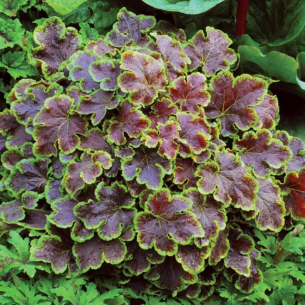 × Heucherella Solar Eclipse | Coral Bells
