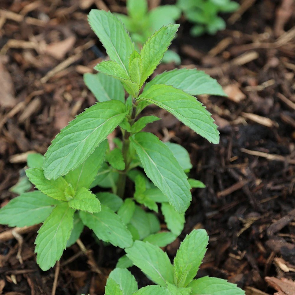 Mentha × Piperita Swiss | Swiss Mint