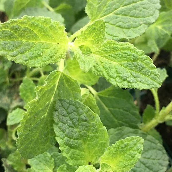 Mentha × Piperita Strawberry | Strawberry Mint Or Mentha