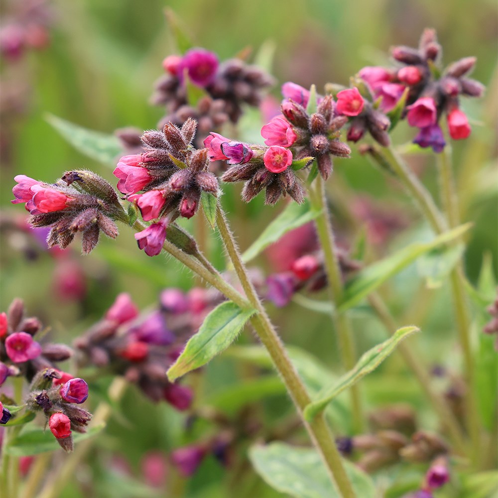 Pulmonaria Raspberry Splash | Lungwort
