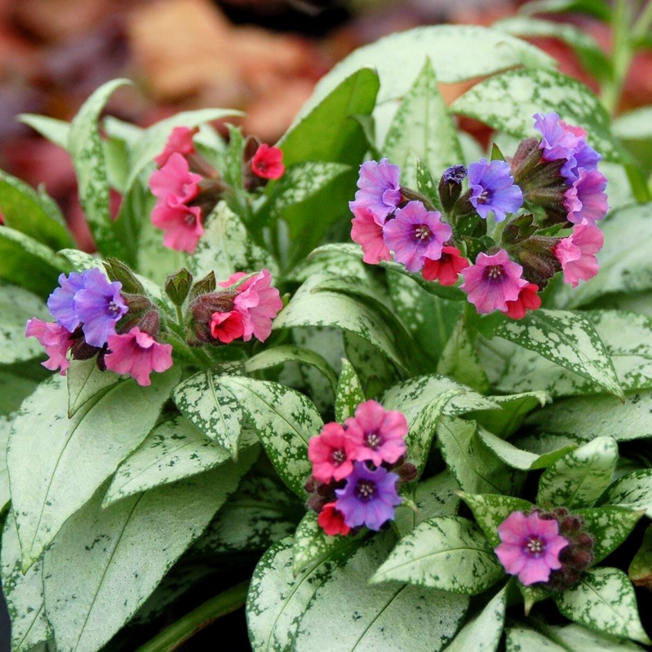 Pulmonaria Silver Bouquet | Lungwort