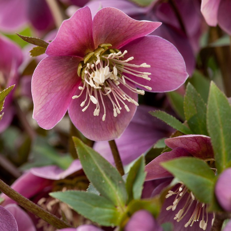 Helleborus Purpurascens | Purple-Flowered Christmas Rose Or Hellebore