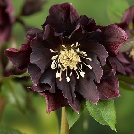 Helleborus × hybridus Double Ellen Purple