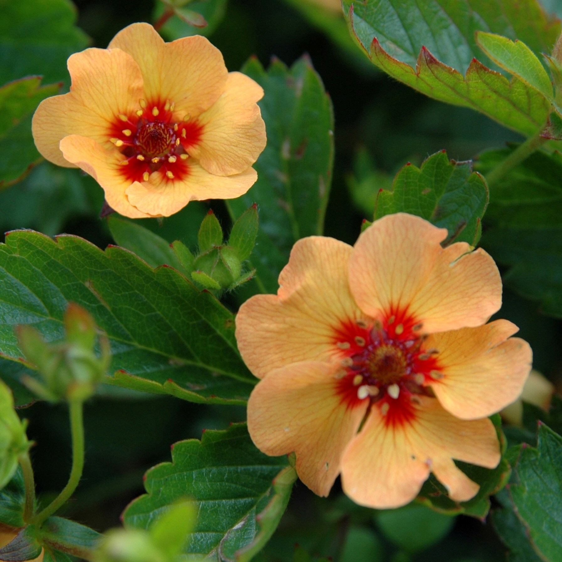 Potentilla × Tonguei | Cinquefoil