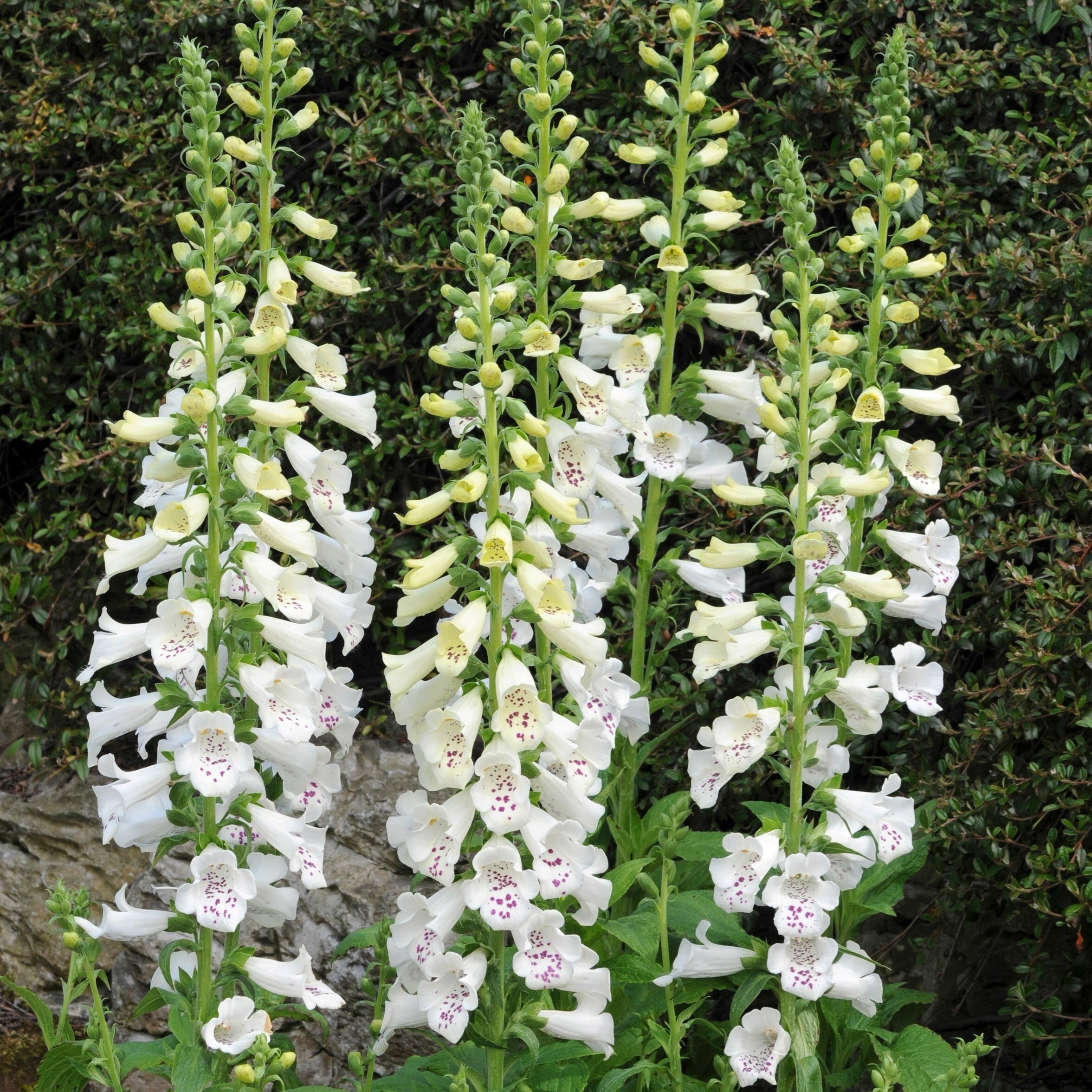 Digitalis Purpurea Dalmatian White | Foxglove