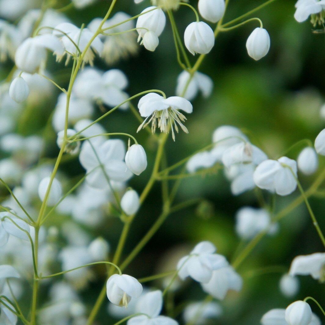 Thalictrum Splendide White | Meadow Rue