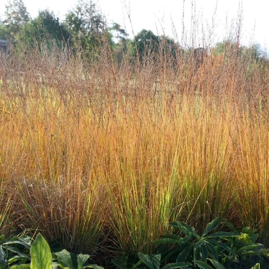 Molinia Caerulea Subsp. Arundinacea Transparent | Purple Moor Grass