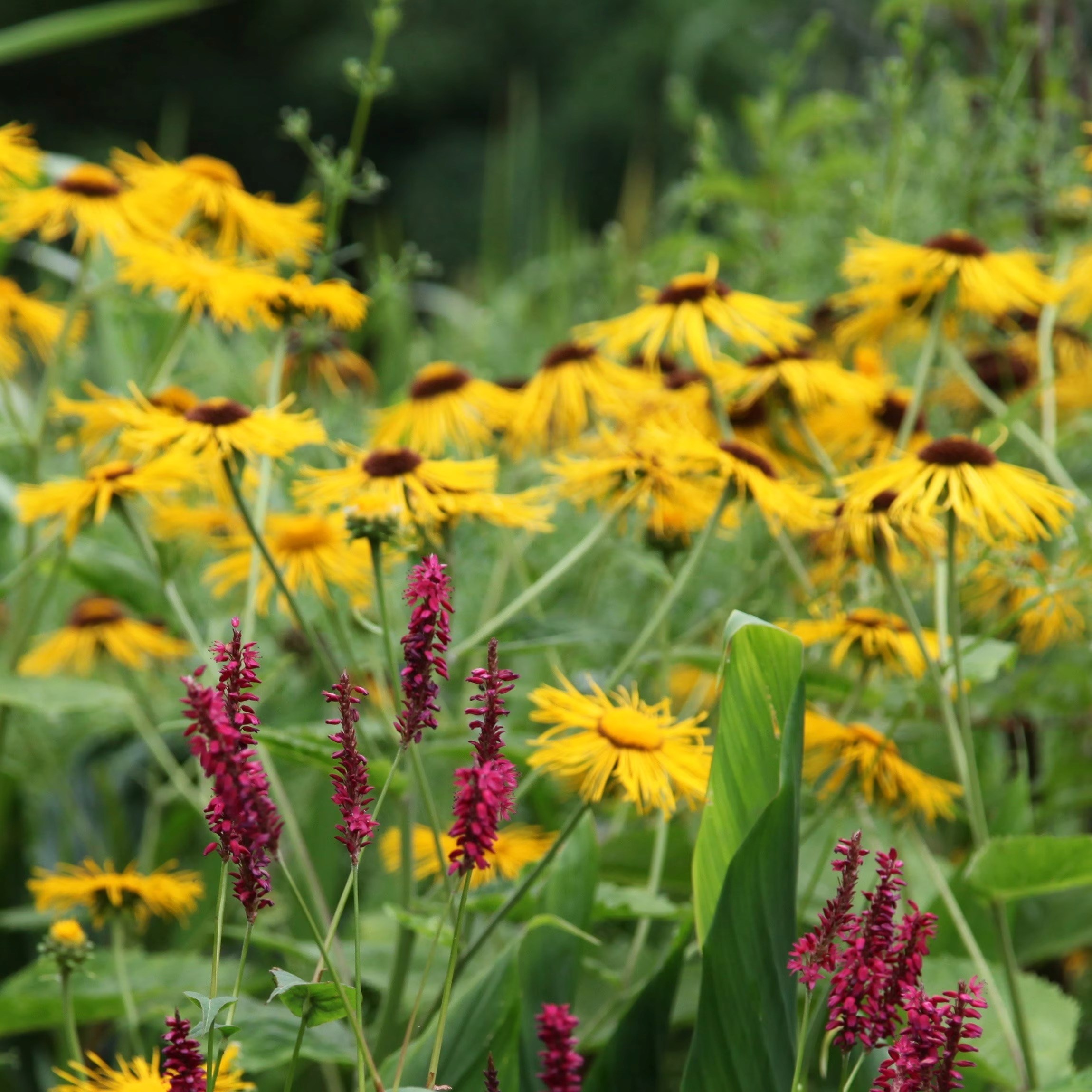Inula Helenium | Elecampane