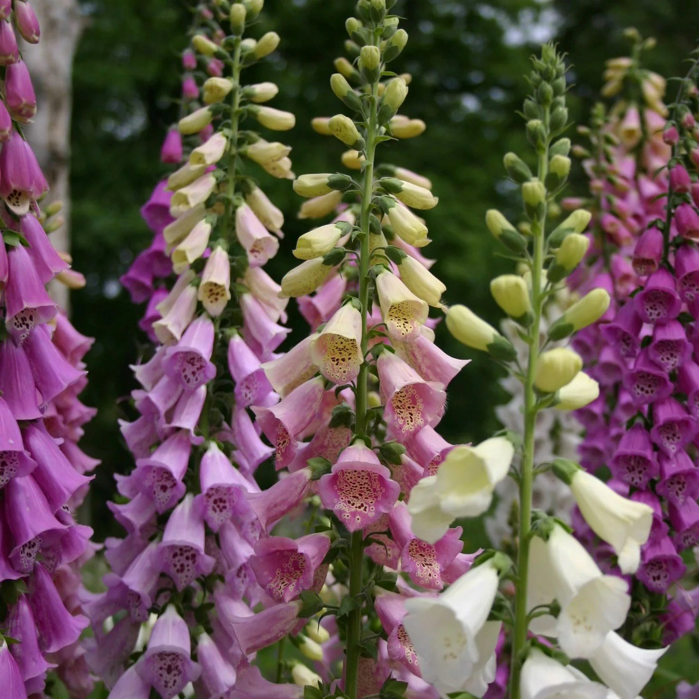 Digitalis Purpurea Excelsior Group | Foxglove