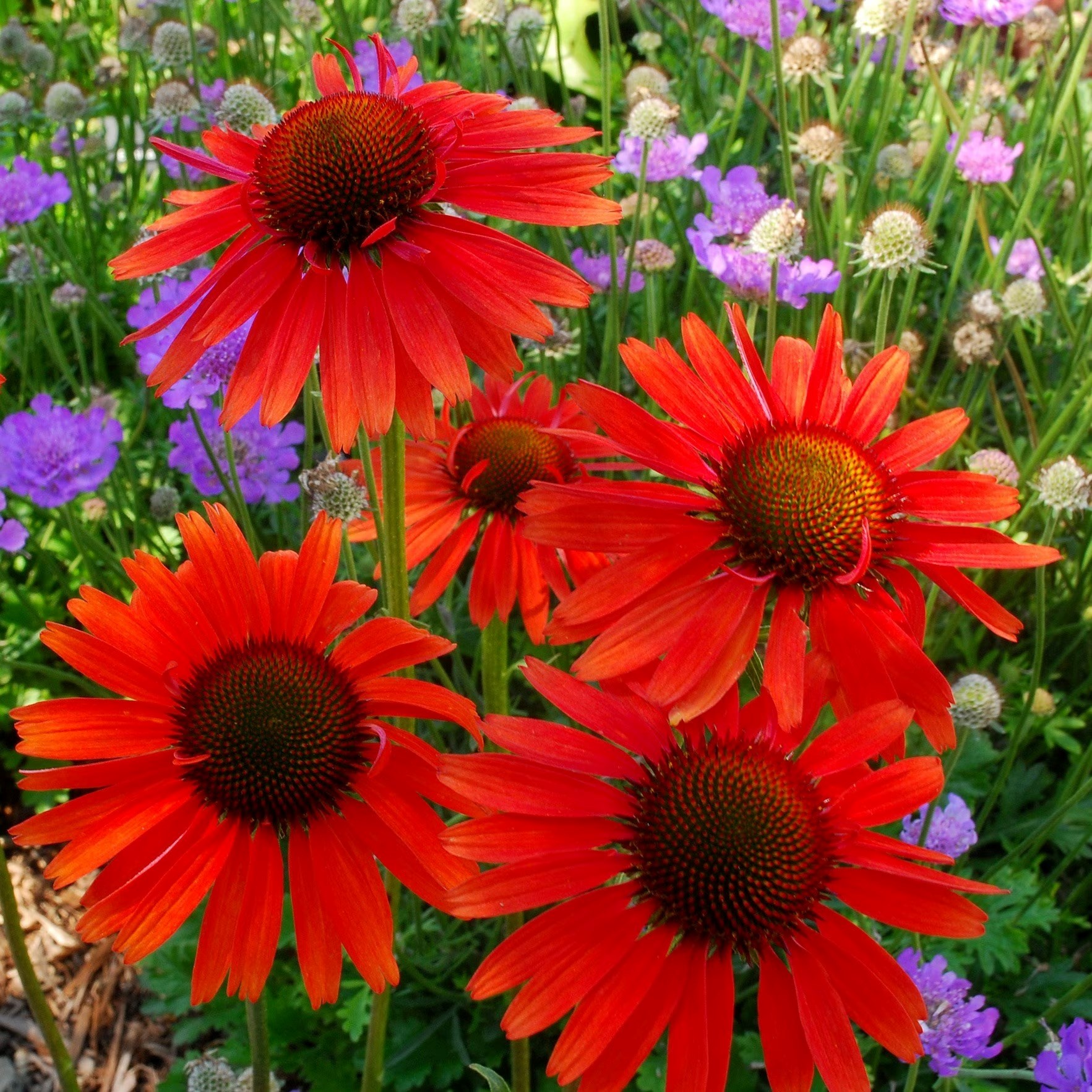 Echinacea Hot Lava | Coneflower