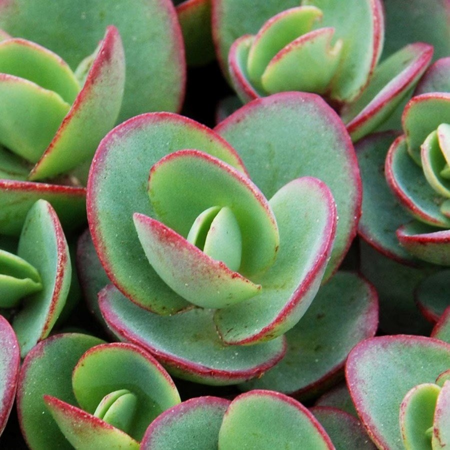 Sedum Lime Zinger | Stonecrop or Hylotelephium