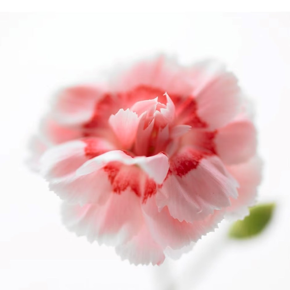 Dianthus Doris | Pink