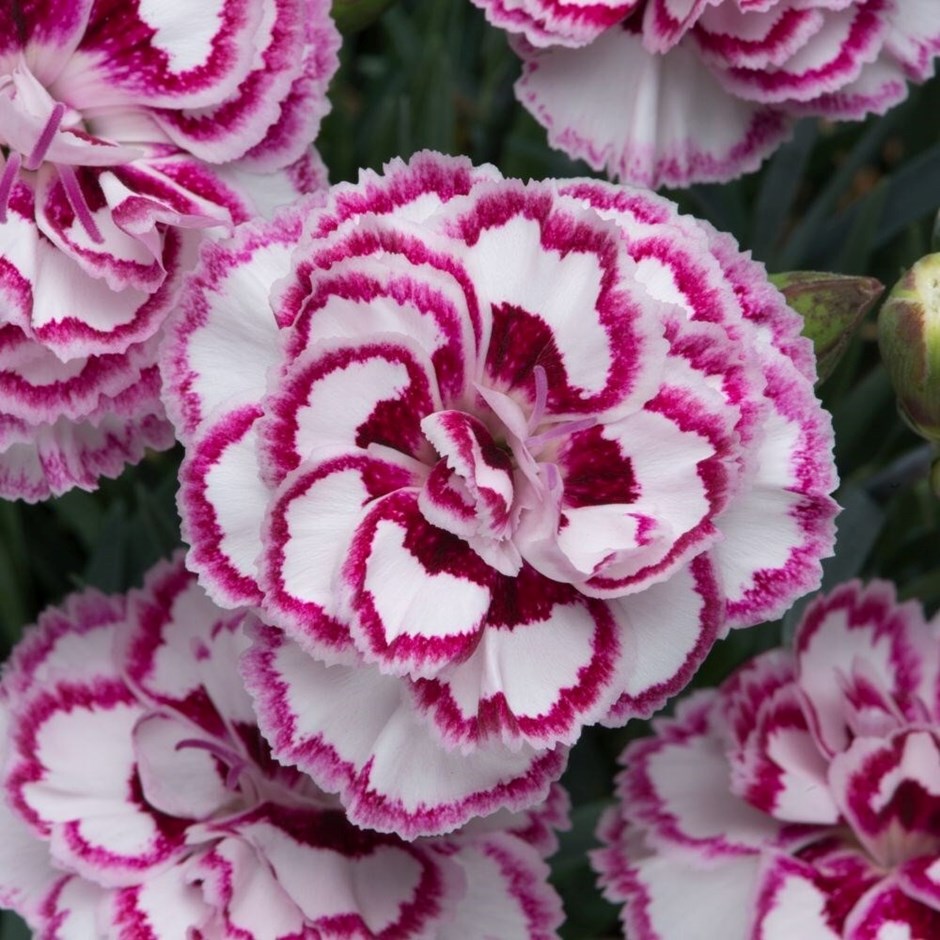 Dianthus Grans Favourite | Pink