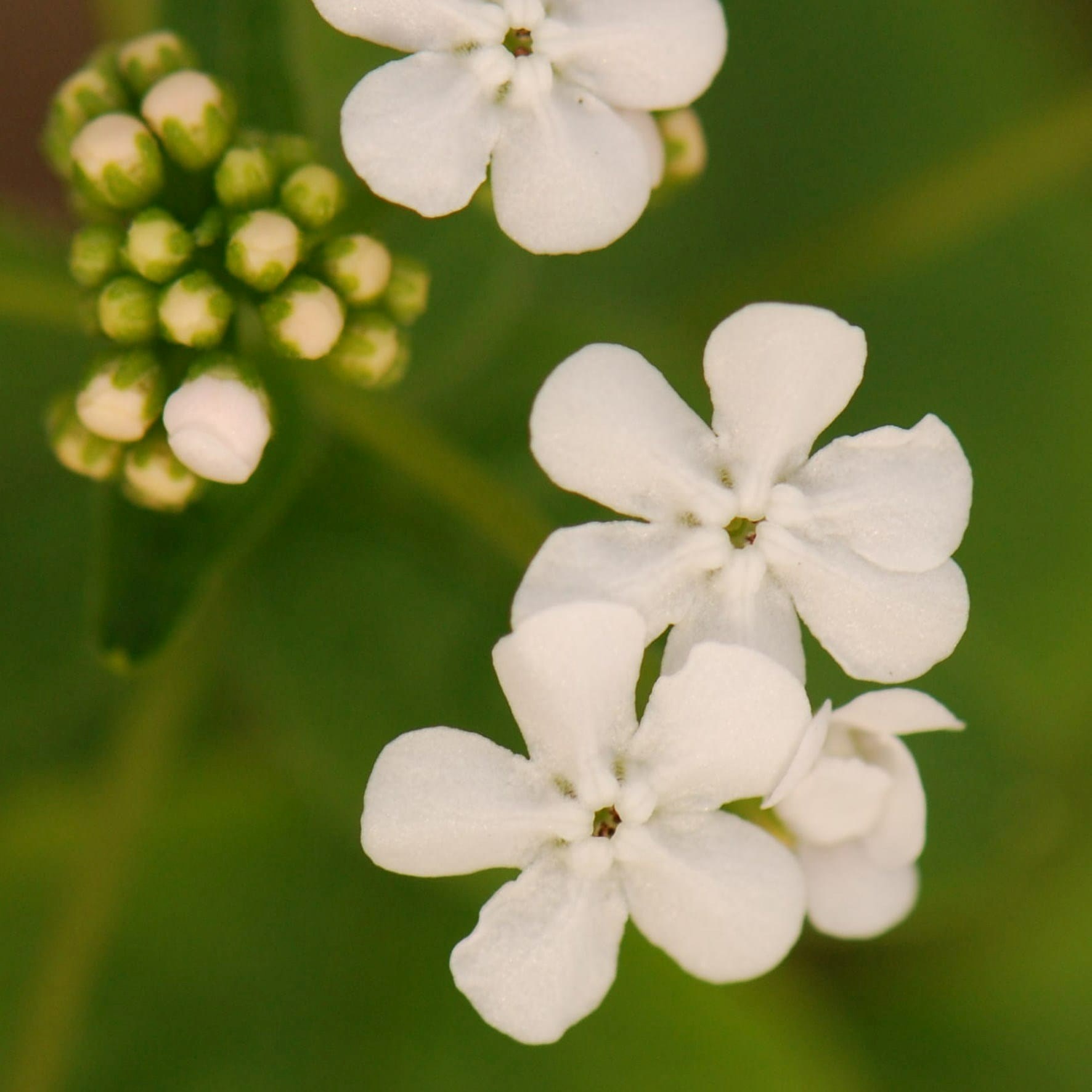 Brunnera Macrophylla Betty Bowring | Siberian Bugloss