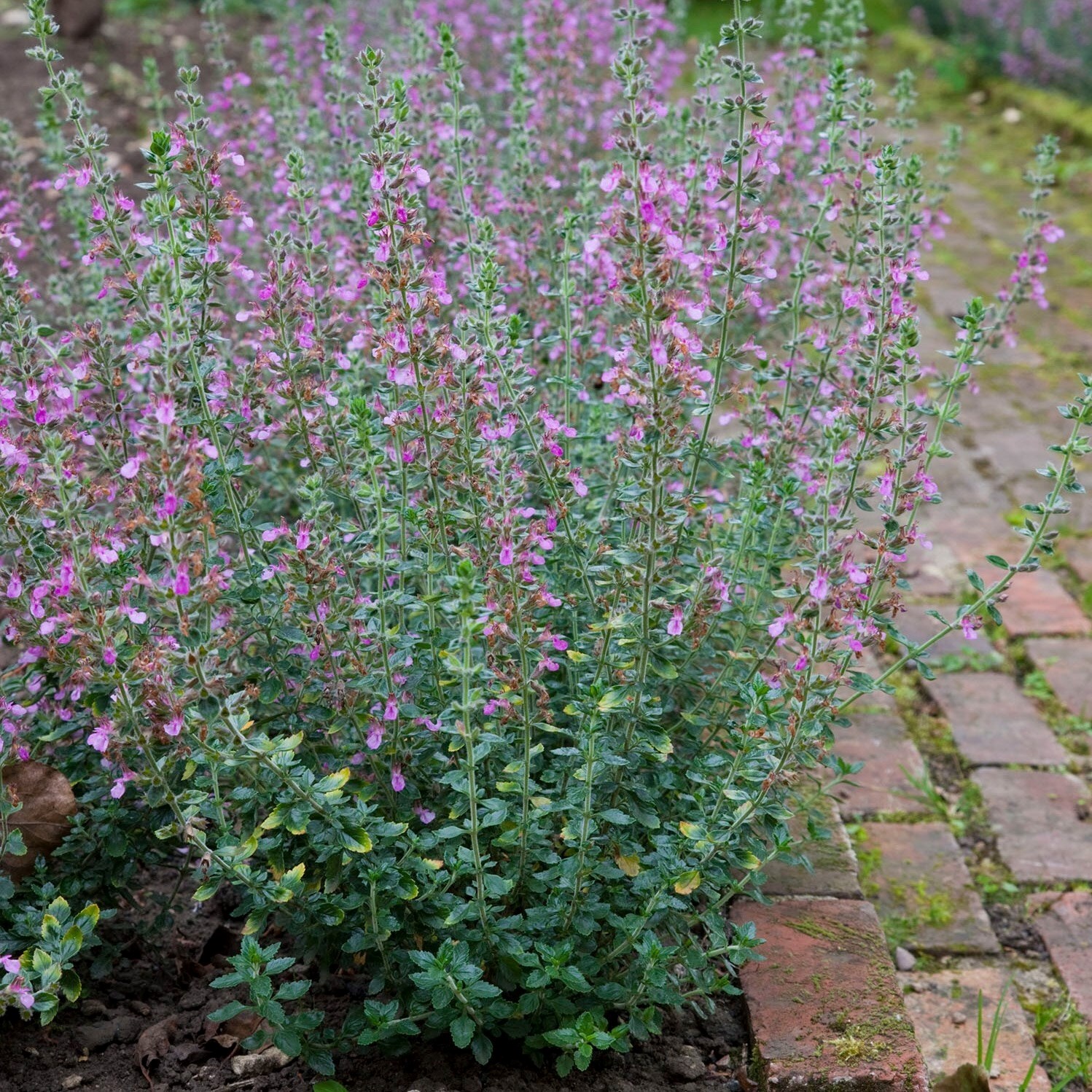 Teucrium × Lucidrys | Hedge Germander