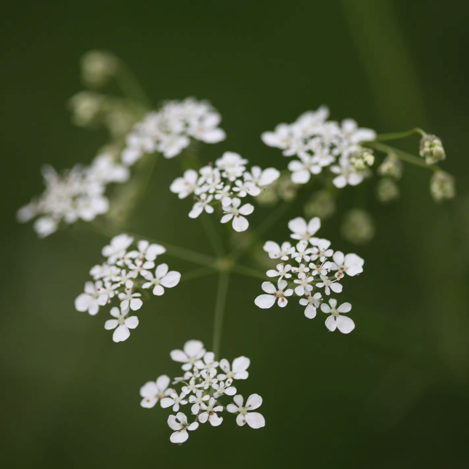 Anthriscus Sylvestris | Cow Parsley