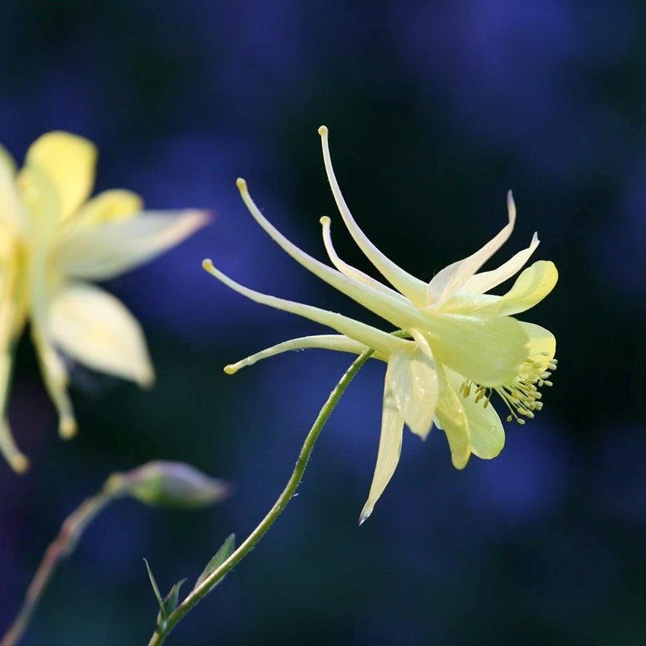 Aquilegia Chrysantha Yellow Queen | Grannys Bonnet