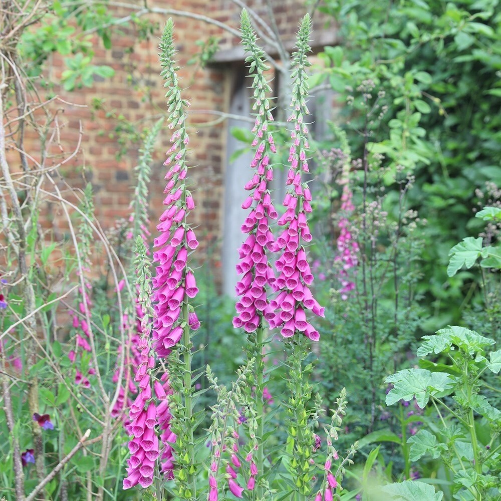 Digitalis Purpurea | Common Foxglove