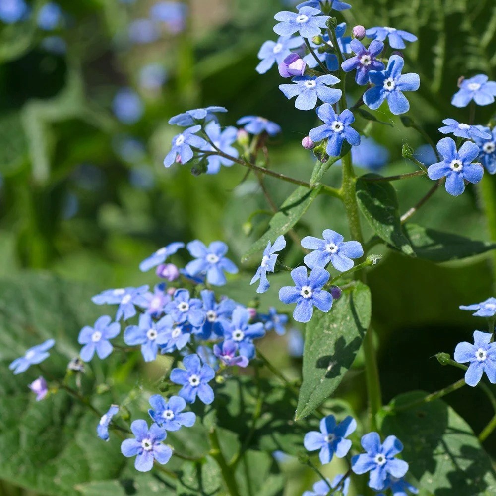 Brunnera Macrophylla | Siberian Bugloss